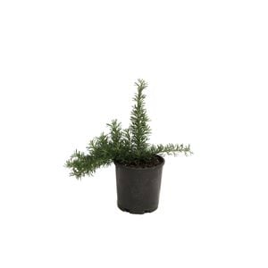 140mm Grevillea Crithmifolia Prostrate