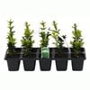 40mm Common Box - Buxus sempervirens - 10 Pack