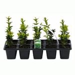 40mm Common Box - Buxus sempervirens - 10 Pack