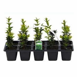 40mm Common Box - Buxus sempervirens - 10 Pack