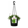 130mm String Of Dolphins Hanging Basket - Senecio