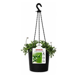130mm String Of Dolphins Hanging Basket - Senecio