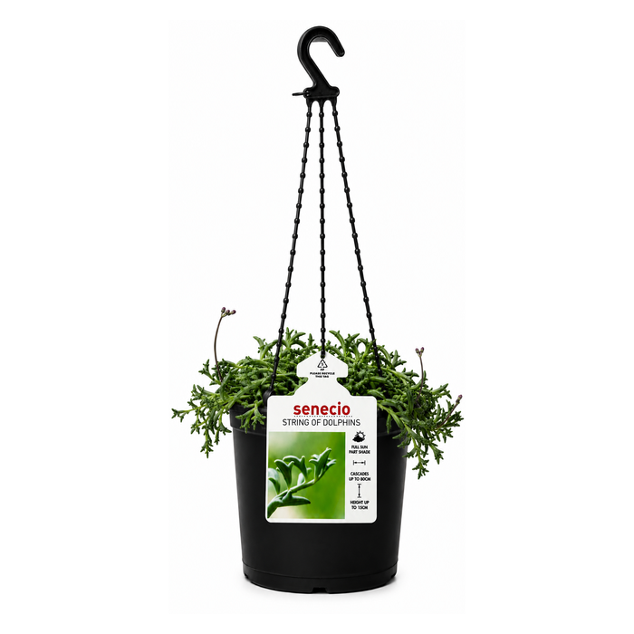 130mm String Of Dolphins Hanging Basket - Senecio