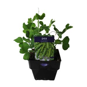 100mm Pea Garden - Pisum sativum - Top Taste Veg