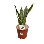 190mm Snake Plant - Sansevieria trifasciata Superba