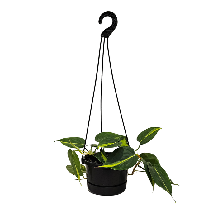 120mm Philodendron Brasil - Philodendron hederaceum