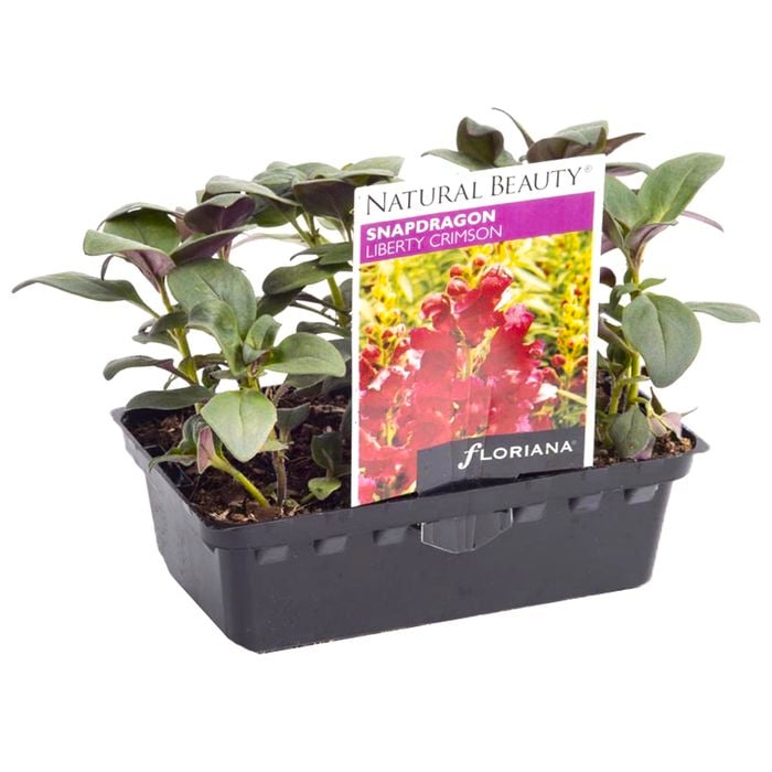 Snapdragon Liberty Crimson Punnet - Antirrhinum majus