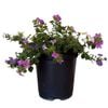Gardening Solutionz 19cm Triple Treat Bacopa - Bacopa scopia