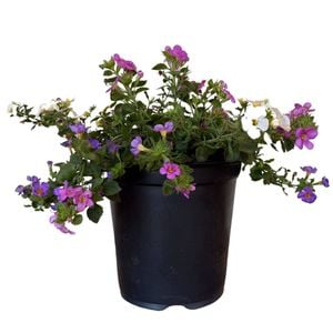 Gardening Solutionz 19cm Triple Treat Bacopa - Bacopa scopia
