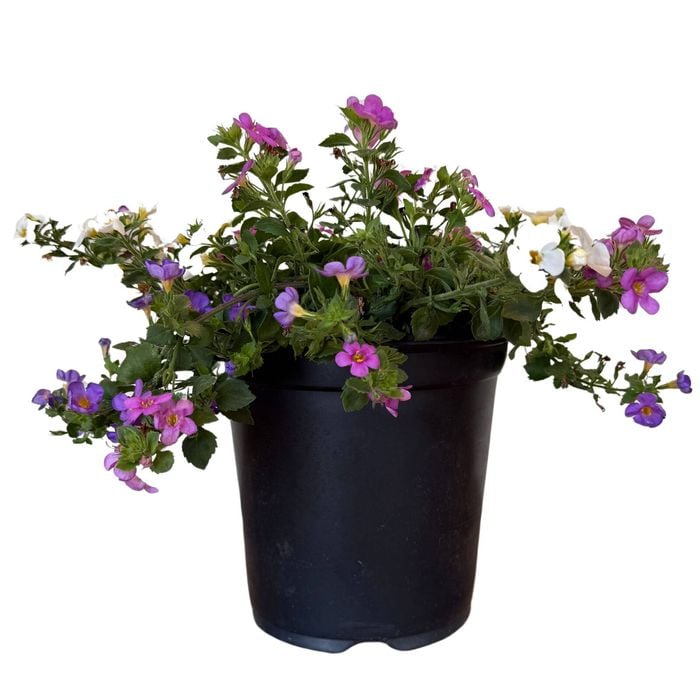 Gardening Solutionz 19cm Triple Treat Bacopa - Bacopa scopia