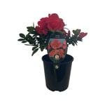 1.9L Azalea Charlie - Rhododendron azalea