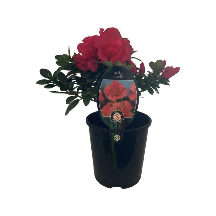 1.9L Azalea Charlie - Rhododendron azalea