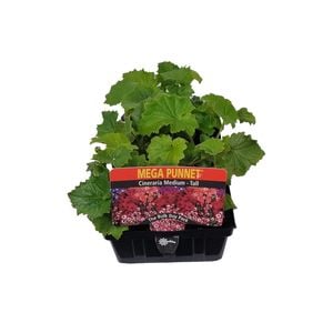 Punnet Cineraria Tall - Senecio cruetus