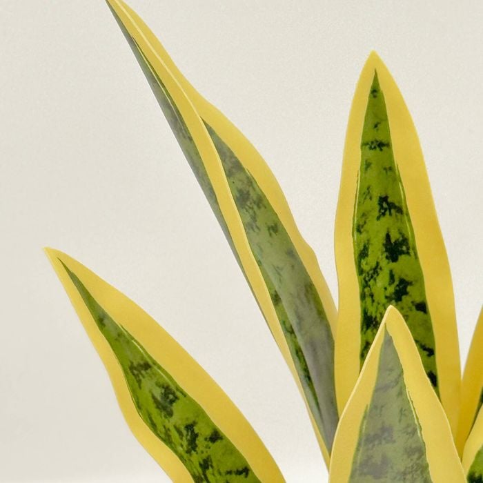marble queen pothos plants Marble Queen Pothos for Sale main image 1