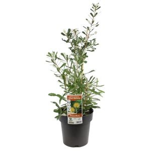 200mm Silver Banksia - Banksia Marginata
