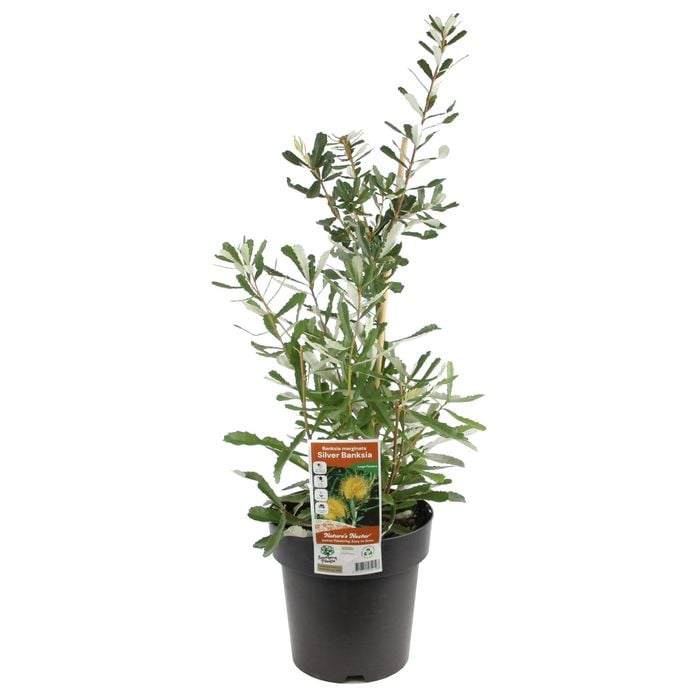 200mm Silver Banksia - Banksia Marginata