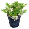 4L Hebe Wiri Mist - Hebe