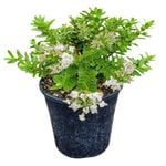 4L Hebe Wiri Mist - Hebe