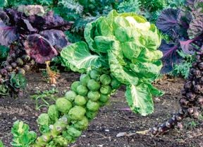 Brussels sprouts growing in a vegetable patch – an example of what vegetables to plant in winter