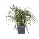 65mm Tall Mondo Grass