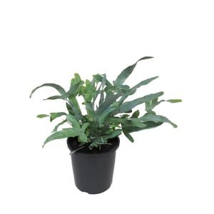 2.4L Plebodium Blue Star - Plebodium mandalanum