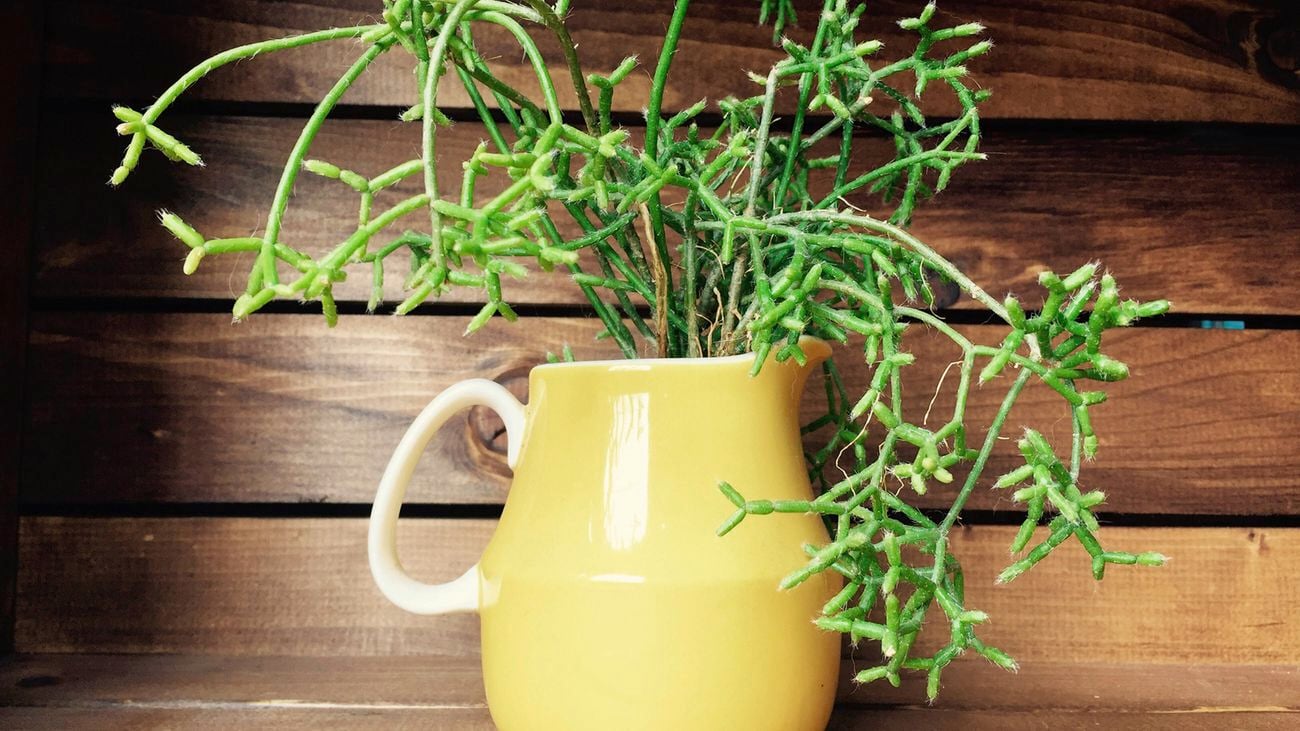 Do rhipsalis like sun or shade? Positioning of your rhipsalis is crucial, they like a warm location, with morning light then partial shade during the day. 
