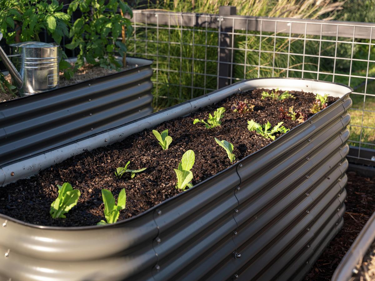 Patch To Plate: Lettuce - Bunnings New Zealand