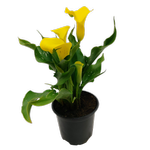 105mm Assorted Calla Lily - Zantedeschia