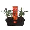 Punnet Marigold Simba- Gold Flower Range