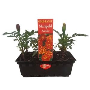 Punnet Marigold Simba- Gold Flower Range