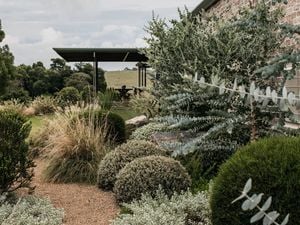 A garden with a gravel pathway, lined with native shrubs and grasses