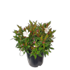 10L Tibouchina - Tibouchina peace Baby