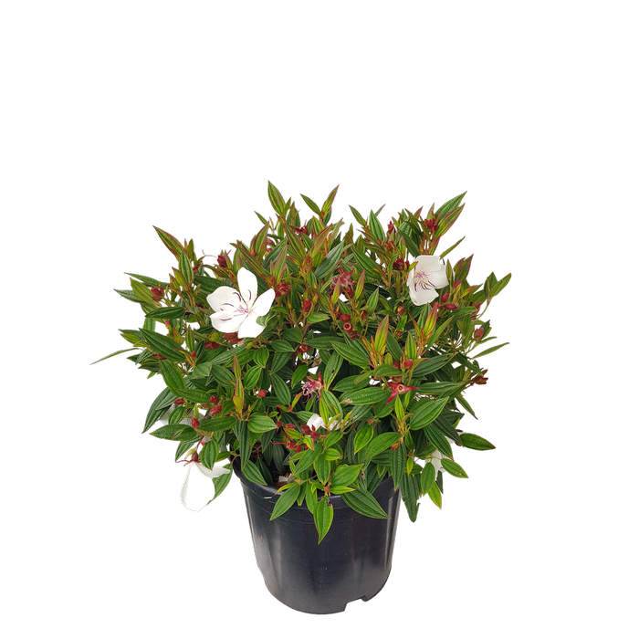10L Tibouchina - Tibouchina peace Baby