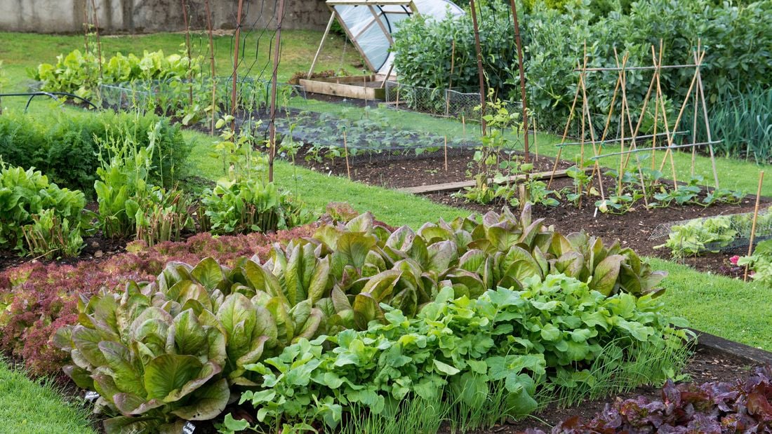 A lush green garden with several vegetables and flowers growing