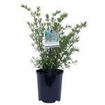 140mm Mint Bush - Prostanthera phylicifolia