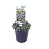 140mm Sedum Silver BLOB™ - Sedum spathulifolium