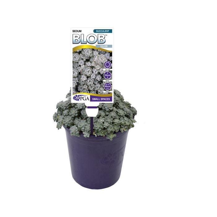 140mm Sedum Silver BLOB™ - Sedum spathulifolium