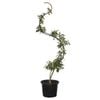 400mm Serpentine Espalier Apple Tree - Malus domestica