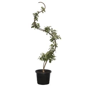 400mm Serpentine Espalier Apple Tree - Malus domestica
