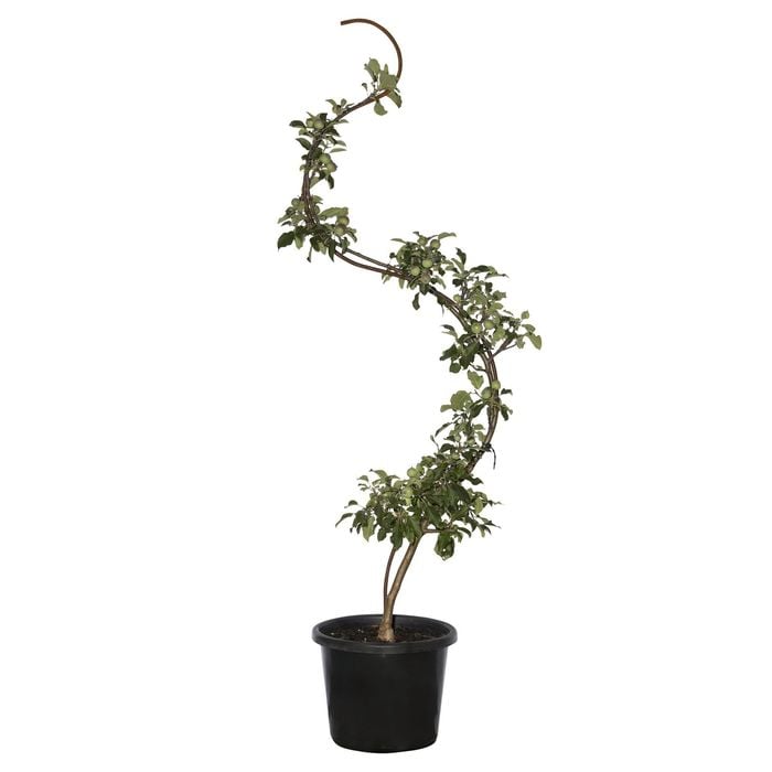 400mm Serpentine Espalier Apple Tree - Malus domestica