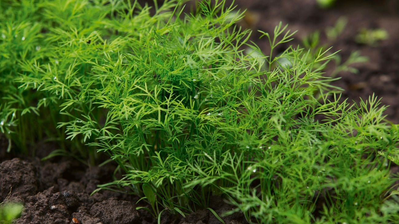Dill (Anethum graveolens).