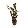 140mm ZZ Black - Zamioculcas zamiifolia