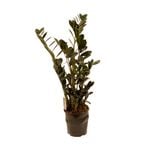 140mm ZZ Black - Zamioculcas zamiifolia