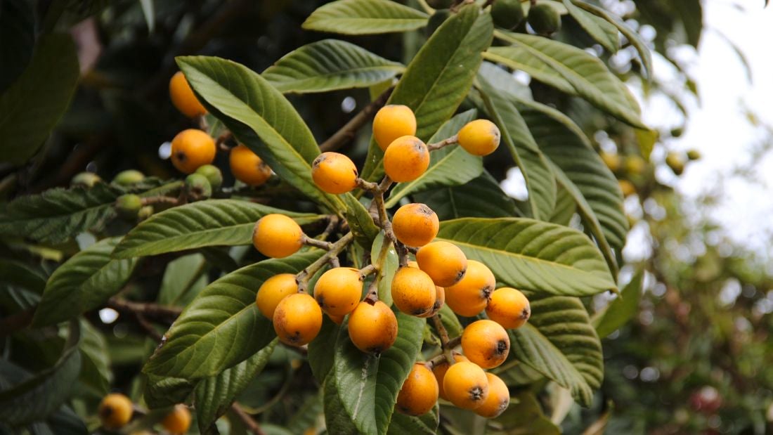 A loquat tree with orange loquat fruit