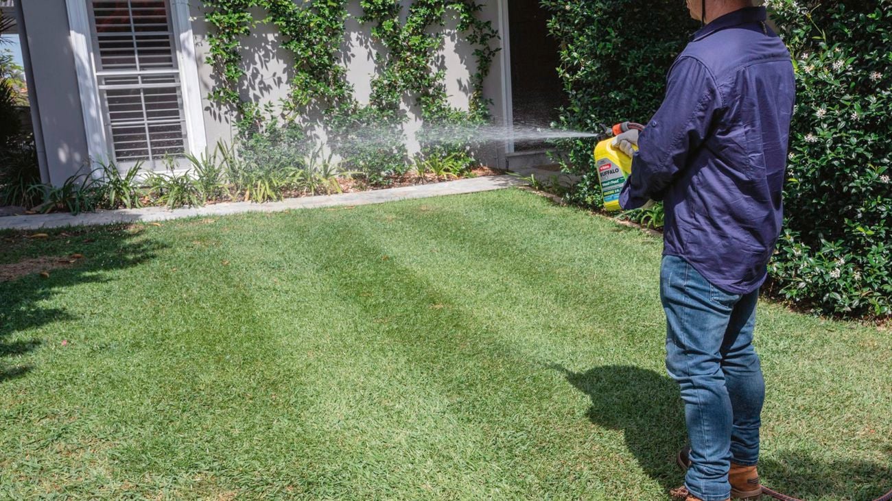 Person using Weed ‘n’ Feed on grass.