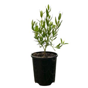 140mm Correa Coliban River - Correa glabra