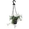 120mm String Of Dolphins - Senecio Peregrinus