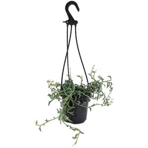 120mm String Of Dolphins - Senecio Peregrinus