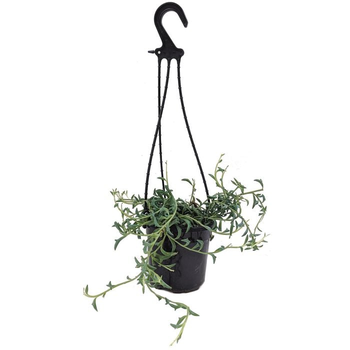 120mm String Of Dolphins - Senecio Peregrinus