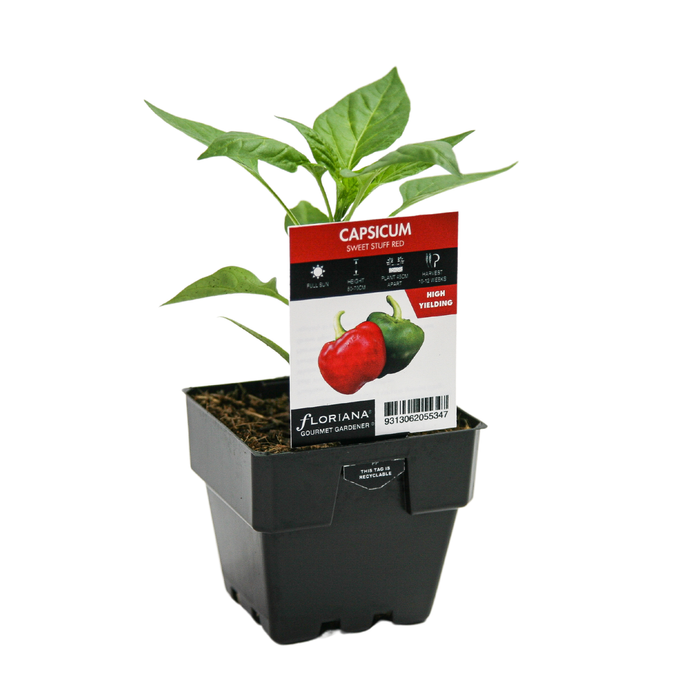 100mm Capsicum Sweet Stuff - Capsicum annuum